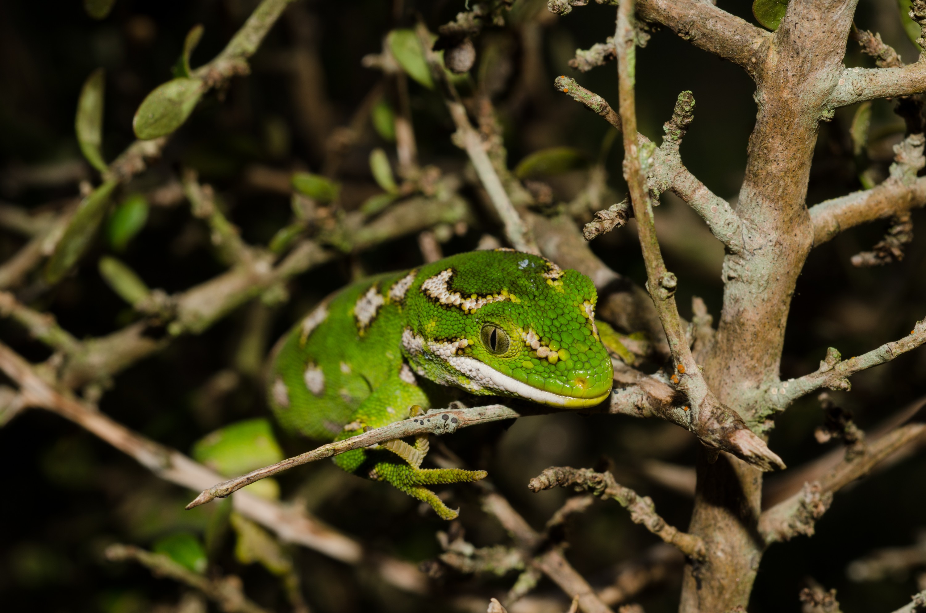 DSC_0835 – new, new zealand, zealand, nz, otago, otago may 16, crispin, Jewelled, gecko, Naultinus, gemmeus, lizard, cold, blood, rare, green,